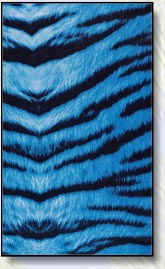 Blue Tiger swimwear